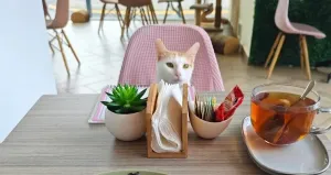 Cafés independientes de NL. ¿Te imaginas tomar café en compañía de un gato? ¡En NL ya puedes hacerlo! Aquí todo sobre los 2 cat-cafés que aún quedan en SPG y SNN